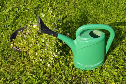 Green watering can near the pot with flowers on a background of meadow.