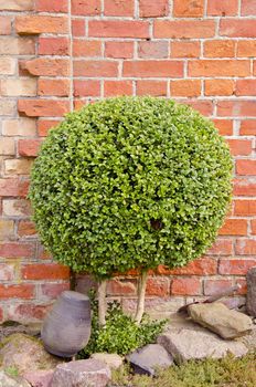 Decorative green tree with small round leaves growing near red brick wall.