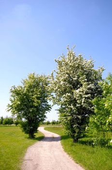 Pathway, trees and a clear blue sky.