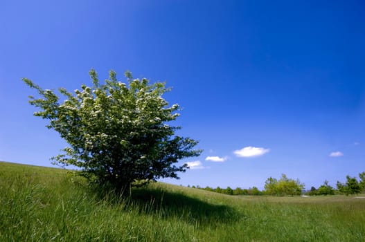 Green bush on a green field