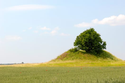 Tree and small hill