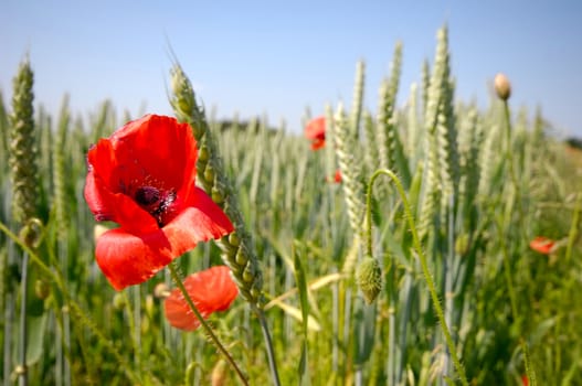 Red poppy and corn field