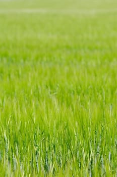 Green corn field. 