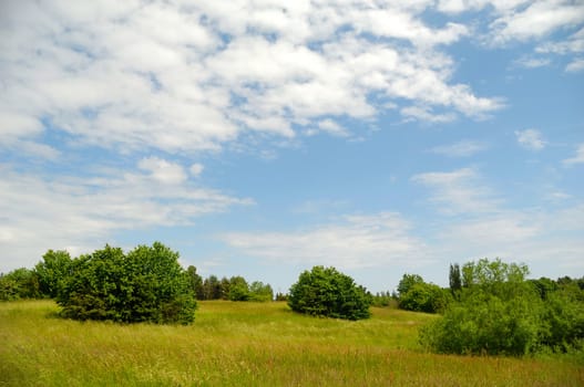 Trees in park with blue and cloudy sky