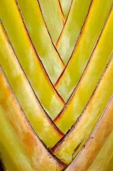 Close up of a palm leaf.