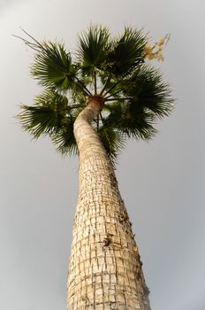 Palm and clear sky.