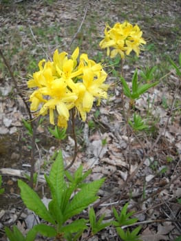 Flower; a plant; spring; flowering; a wood; macroshooting; flora; leaves; vegetation; beauty; a background        