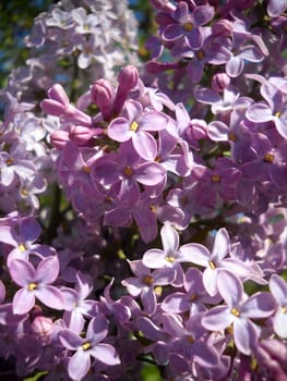 Flower; a plant; spring; flowering; a wood; macroshooting; flora; leaves; vegetation; beauty; a background       