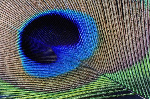 Macrophotograph of a peacock's feather. Diagonal composition, can be used in any orientation.