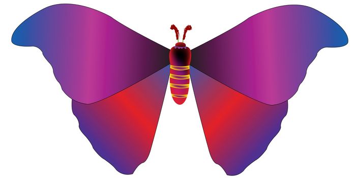 drawing of a butterfly, vector art illustration; more drawings in my gallery
