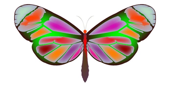 butterfly cartoon, vector art illustration