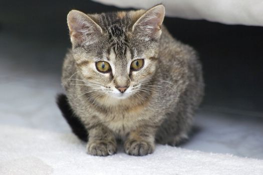 little kitten hiding under the bed