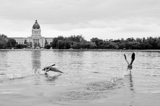 Canadian Geese walking on water as they are about to take off for flight