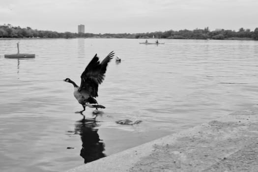 A Canadian goose walking on water as it is about to take off for flight