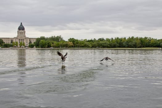 Canadian Geese walking on water as they are about to take off for flight