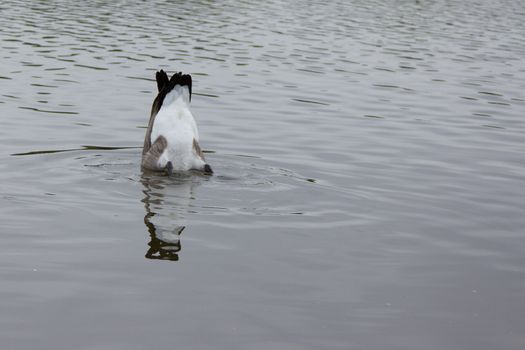 A Canadian goose fishing in the lake with its head in the water upside down