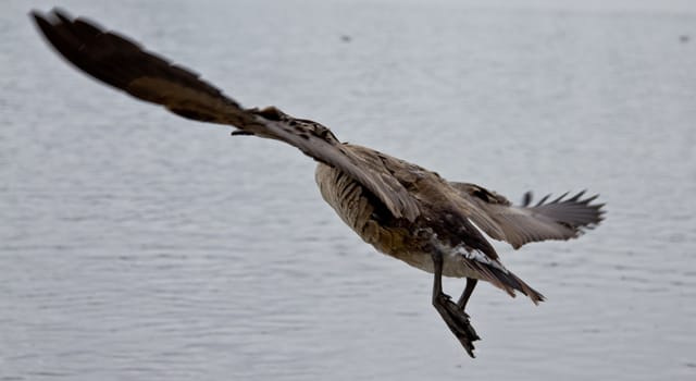 A Canadian goose about to take off for flight with its wings spread