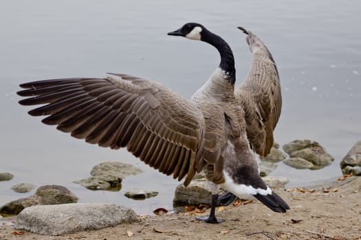 A Canadian goose with its wings spread out showing off its beauty