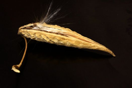 Macro shot of a winter seed grass with pod ready to pop-up.