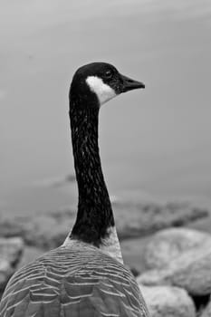 A closeup shot of a Canadian goose looking out