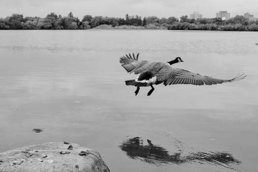 A Canadian goose about to take off for flight with its wings spread