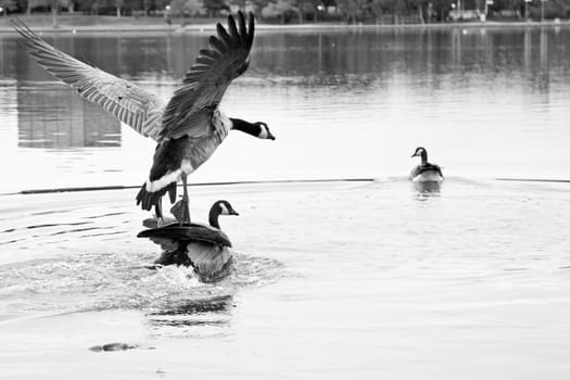 A Canadian goose about to take off for flight with its wings spread