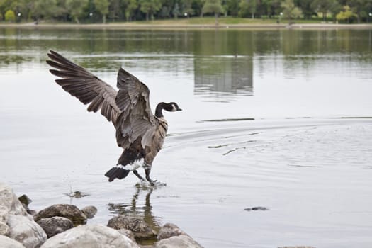 A Canadian goose about to land on water with its wings spread