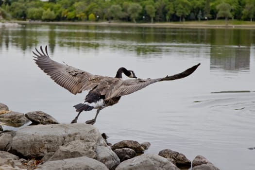 A Canadian goose about to take off for flight with its wings spread