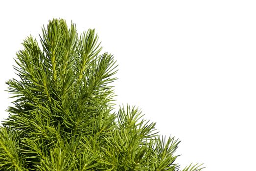Young spruce tree over white background - isolated