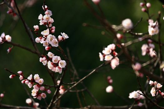 Close up shot of cherry blossom in green background.