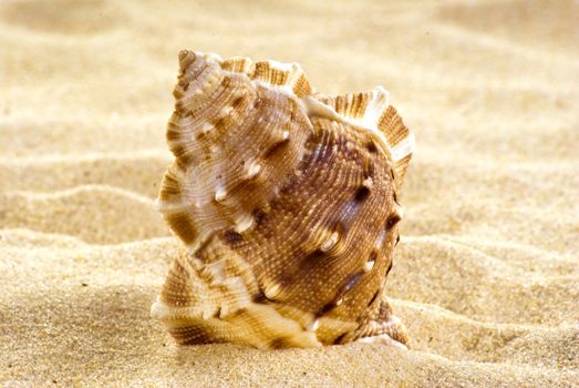 Close-up sea shell on the beach