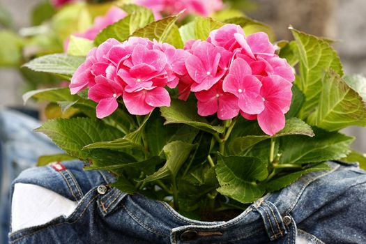 Spring pink flowers in the jeans concept