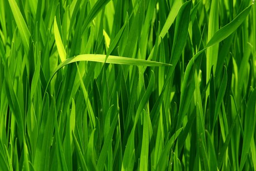 Closeup of a seamless green grass during spring.