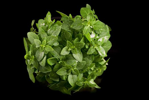 Fresh basil on a black background