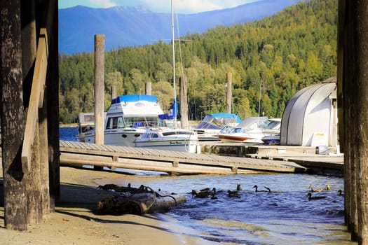 ducks in the boat bay