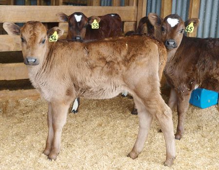 Three Calves looking towards the camera