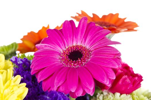 Pink Gerber Daisy with other flowers isolated over white background