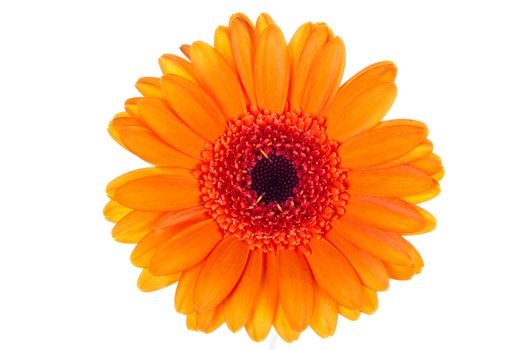 Gerber Daisy isolated over white background