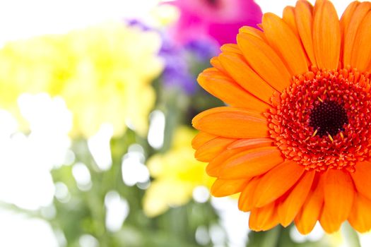 Gerber Daisy with other flowers isolated over white background