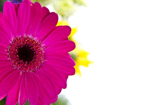 Pink Gerber Daisy with other flowers isolated over white background