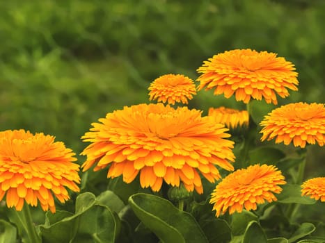 spring flowers golden calendula  against foliage background