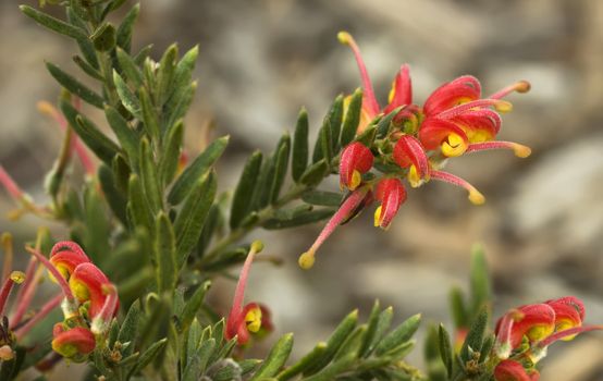 Spring bright red and yellow flowers of Grevillea Fireworks australian native drought resistant plant