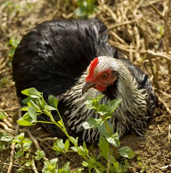 Spring time pekin Bantam Hen free range loves a dirt bath in garden bed