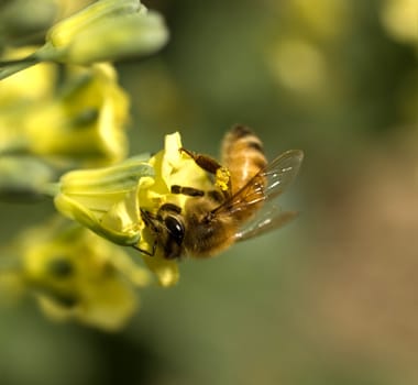 honey bee collecting pollen from yellow spring flowers of broccoli vegetable plant