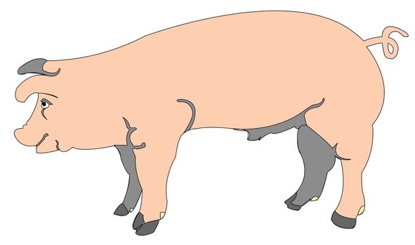 cartoon of a pig, vector art illustration; more cartoons in my gallery