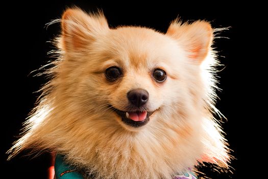 A studio image of a small furry dog against a black background. 