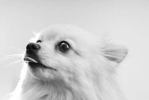 A studio image of a small furry dog against a black background.