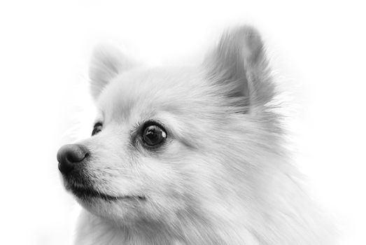 A studio image of a small furry dog against a black background.