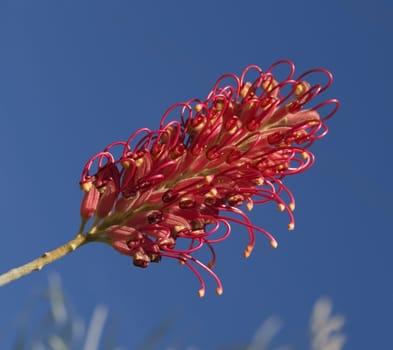 single red flower grevillea australian native plant