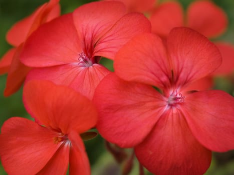 colorful red spring flowers geranium blossoms brightly colored